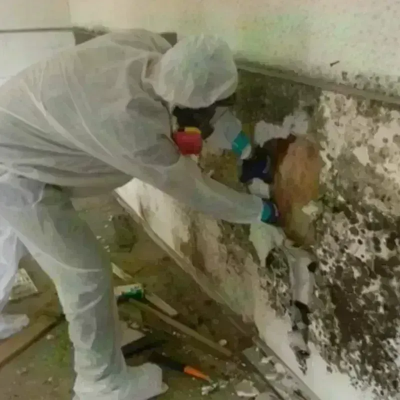 Mold Remediation and Removal in Hallstead, PA